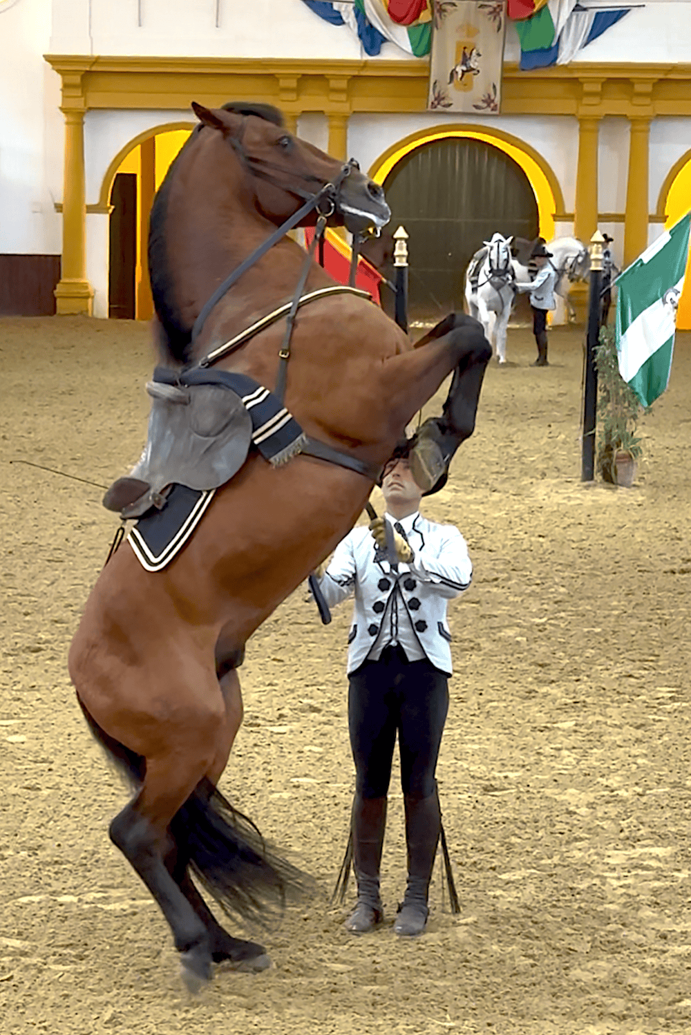 Magnificent stallion at the Royal Andalusian School of Equestrian Art (credit: Jackie Sheckler Finch)