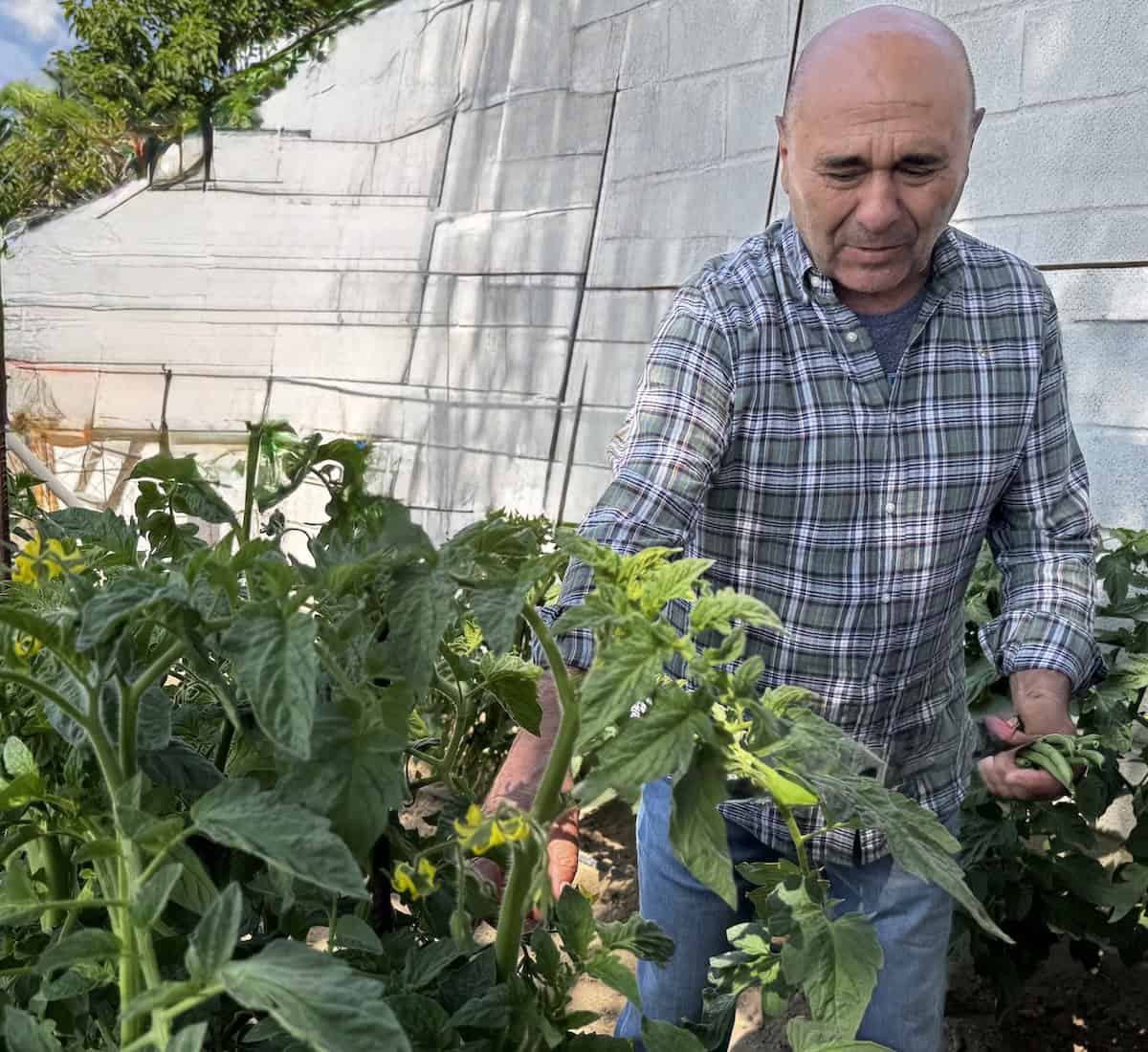 Juan Pedro Jiménez picks green beans in his garden at Venta El Albero (credit: Jackie Sheckler Finch)