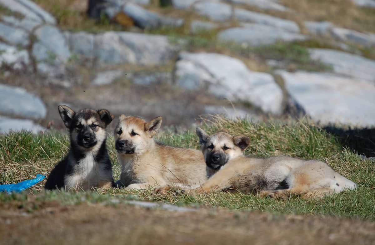 Young husky pups in Qeqertarsuaq (credit: Nadine Revheim)