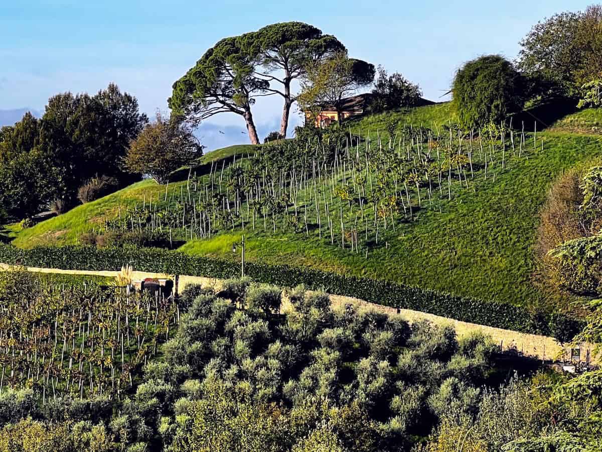 A vineyard in Treviso (credit: Jerome Levine)